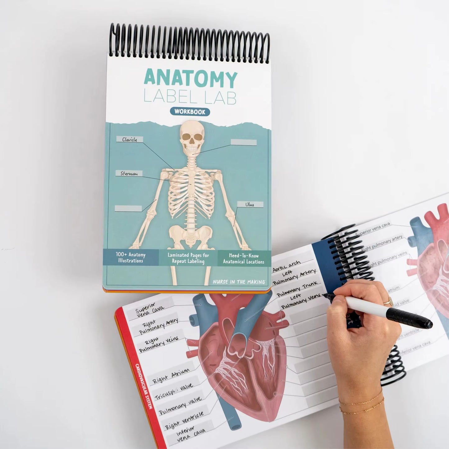 1Pcs Human Body Structure, Intelligent Organ Assembly, Skeleton Construction, Anatomical Coils, This Label Workbook