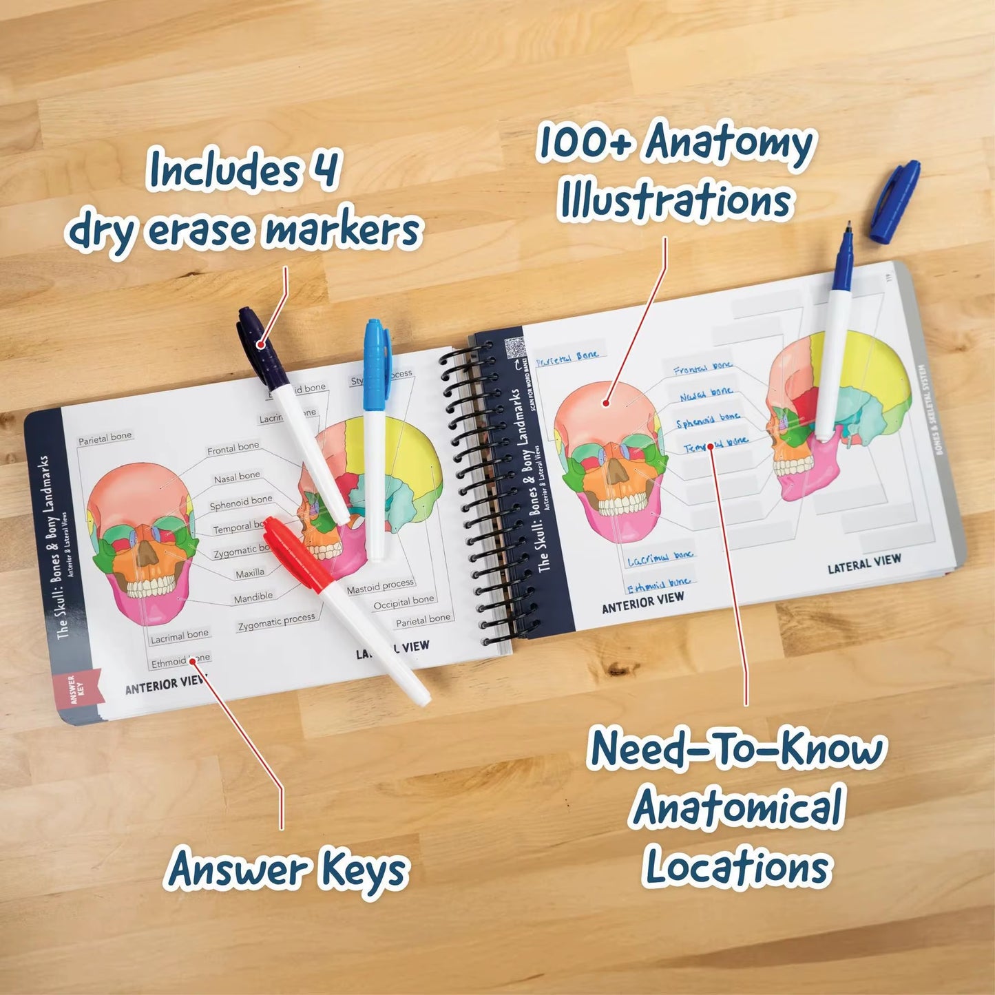 1Pcs Human Body Structure, Intelligent Organ Assembly, Skeleton Construction, Anatomical Coils, This Label Workbook